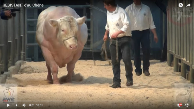 Sapi Hasil Persilangan Dengan Babi
