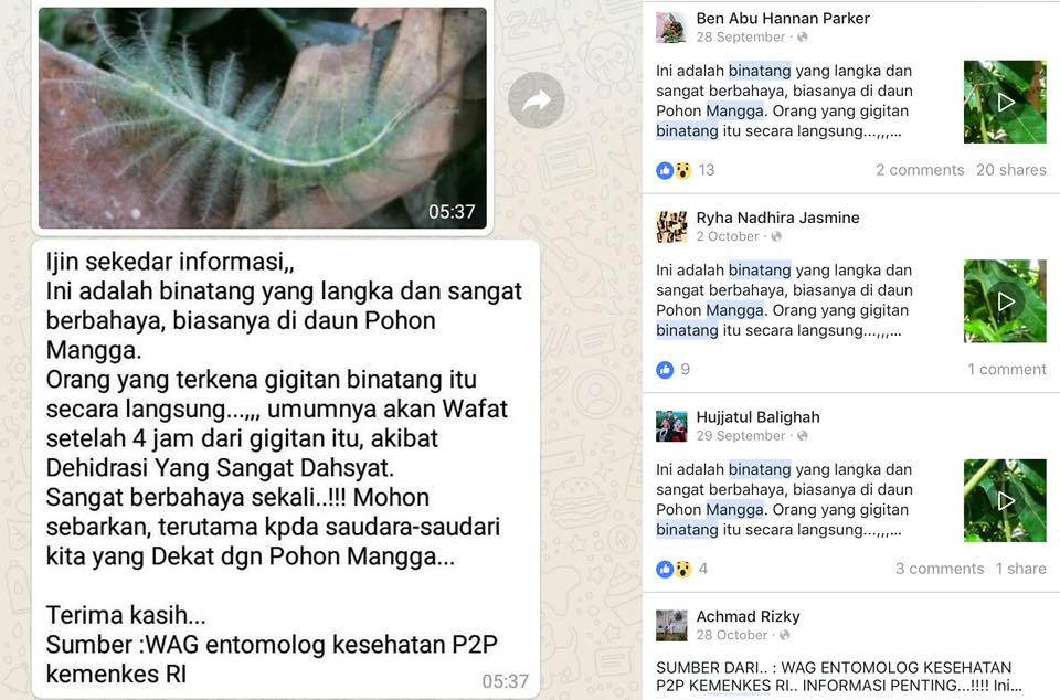 [HOAX] “Binatang Langka dan Sangat Berbahaya yang Dapat Membunuh Setelah 4 Jam”